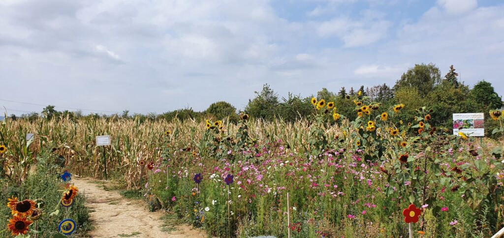 Vélorail et labyrinthe végétal à Vigy